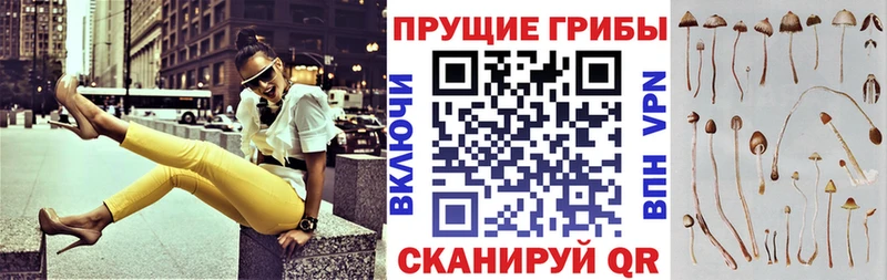 shop клад Каменка Псилоцибиновые грибы Magic Shrooms МЕГА онион